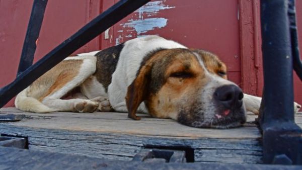 Καινοτόμες δράσεις για τα αδέσποτα