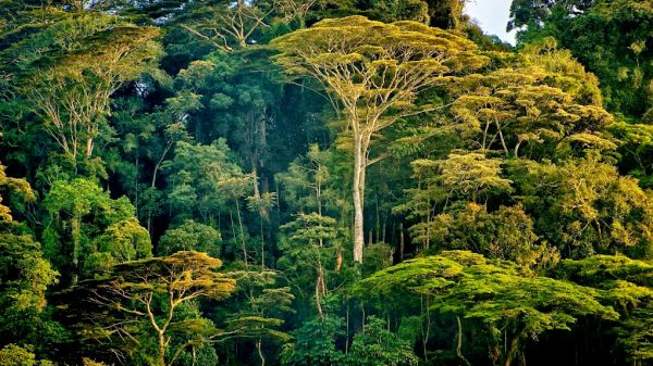 Μάτια στον ουρανό προστατεύουν τα δάση της Αφρικής