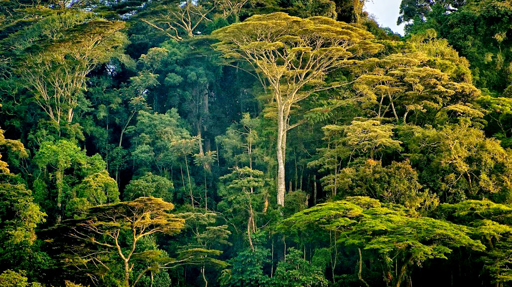 Μάτια στον ουρανό προστατεύουν τα δάση της Αφρικής