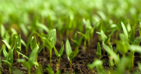 Ποια είναι η σωστή εφαρμογή των προϊόντων φυτοπροστασίας