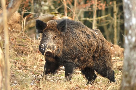 Χαλκιδική : Αίτημα για παράταση κυνηγετικής περιόδου αγριόχοιρου