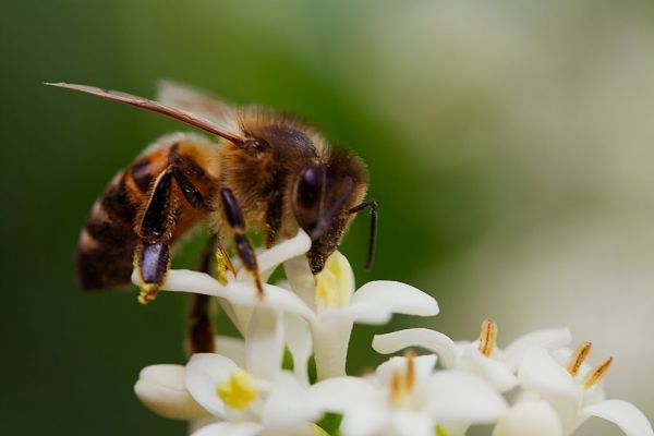 Άφαντο ένα στα τέσσερα είδη μελισσών παγκοσμίως