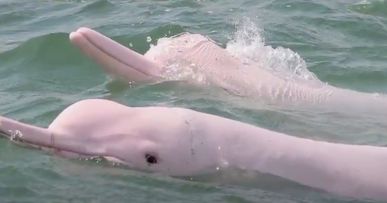 Τα ροζ δελφίνια έκαναν comeback στο Χονγκ Κονγκ μετά το περιορισμό θαλάσσιων συνδέσεων εξαιτίας Covid