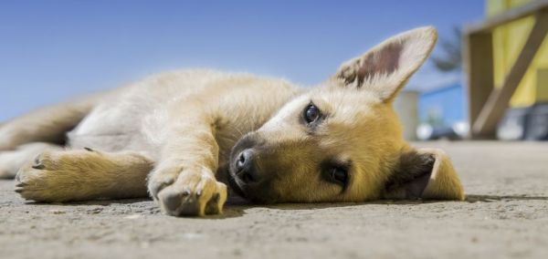 Υιοθέτησε ένα αδέσποτο σκυλάκι με «ένα κλικ» – Ο δήμος Βέροιας σου δείχνει πώς