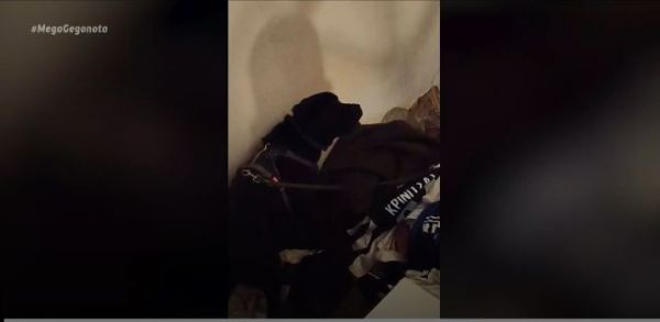 Θεσσαλονίκη : Αστυνομικός σκύλος εντόπισε ναρκωτικά σε διαμέρισμα