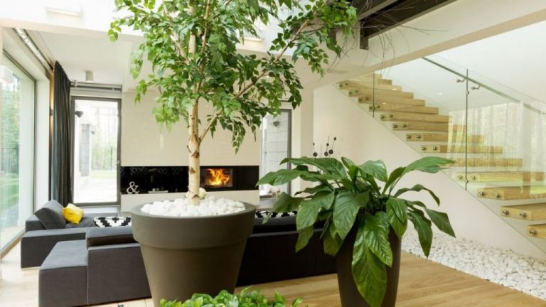 Έρευνα : Τα φυτά στο σπίτι βελτιώνουν την ψυχική κατάσταση των ανθρώπων στη διάρκεια του lockdown