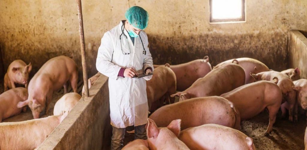 Ημαθία : Ενημέρωση για την εξέλιξη της Αφρικανικής Πανώλης των χοίρων