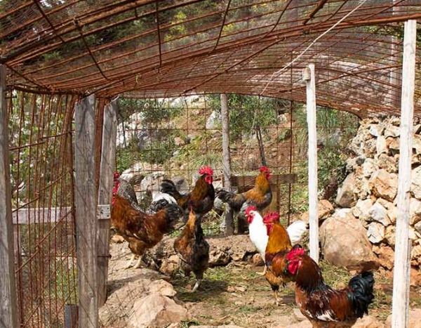 Κορωπί : Ληστεία σε κοτέτσι – Έκλεψαν 165 χιλιάδες ευρώ μέσα από τενεκέ τυριού!