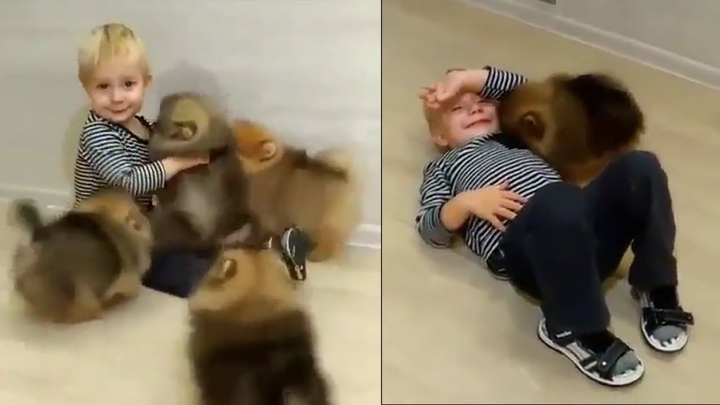 Το viral μωρό που παίζει με τέσσερα φουντωτά κουτάβια