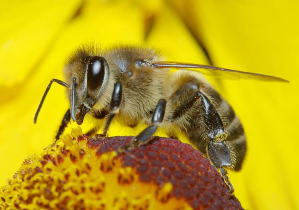 Διπλασιάζεται στα 12,32 εκατ. ο προϋπολογισμός του Εθνικού Μελισσοκομικού Προγράμματος