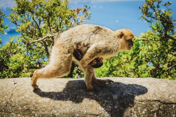 Έρευνα : Οι μαϊμούδες-κλέφτες του Μπαλί μπορούν να διακρίνουν τα ακριβά αντικείμενα