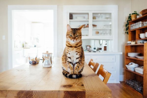 Εσείς θα ταΐζατε τη γάτα σας… τεχνητό κρέας ποντικού;