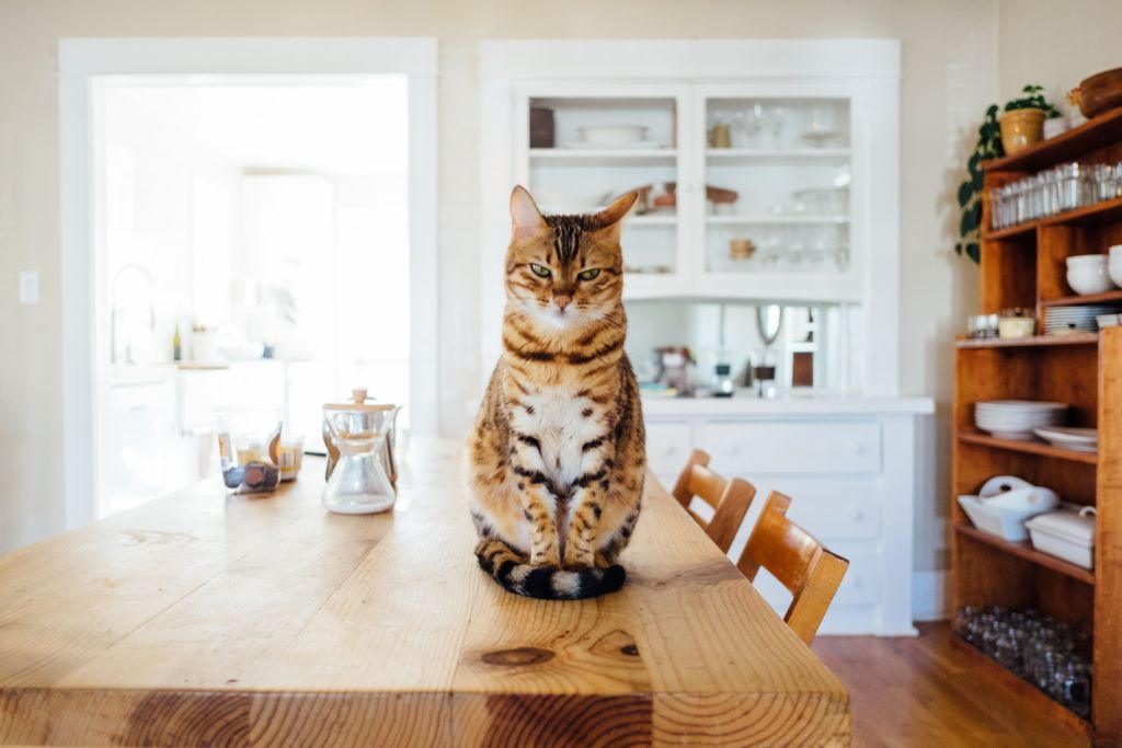 Εσείς θα ταΐζατε τη γάτα σας… τεχνητό κρέας ποντικού;