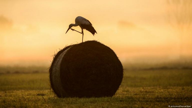 Οι πελαργοί τρώνε και μαζεύουν πολύ πλαστικό