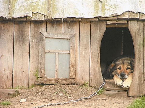 Υποχρεωτική στείρωση με επιδότηση για τα κατοικίδια