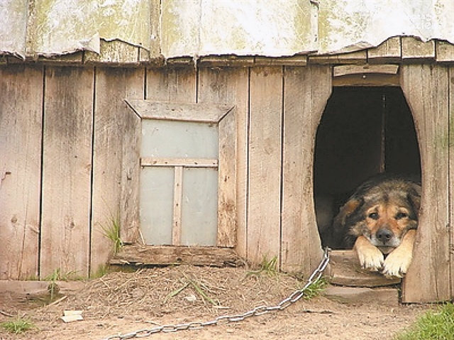 Υποχρεωτική στείρωση με επιδότηση για τα κατοικίδια