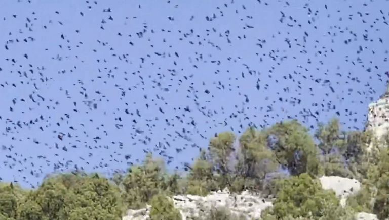 Σμήνος πουλιών «σκέπασε» τον Κορινθιακό για 5 λεπτά