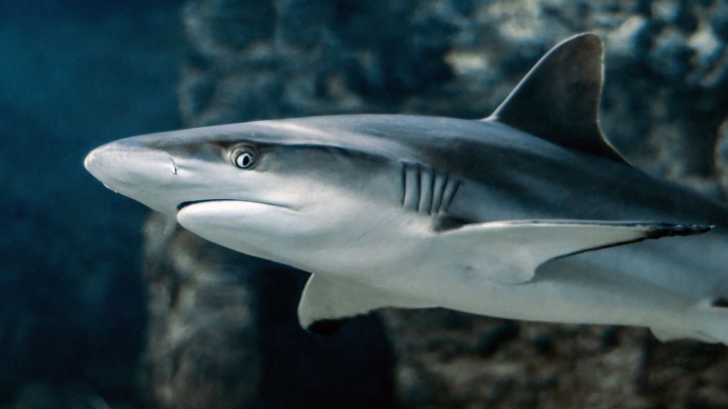 Καρχαρίες και σαλάχια κολυμπούν προς την εξαφάνιση