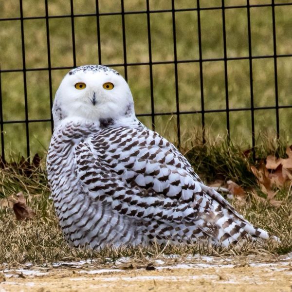 Εντυπωσιακή κουκουβάγια του χιονιού εμφανίστηκε στο Σέντραλ Παρκ μετά από 100 χρόνια