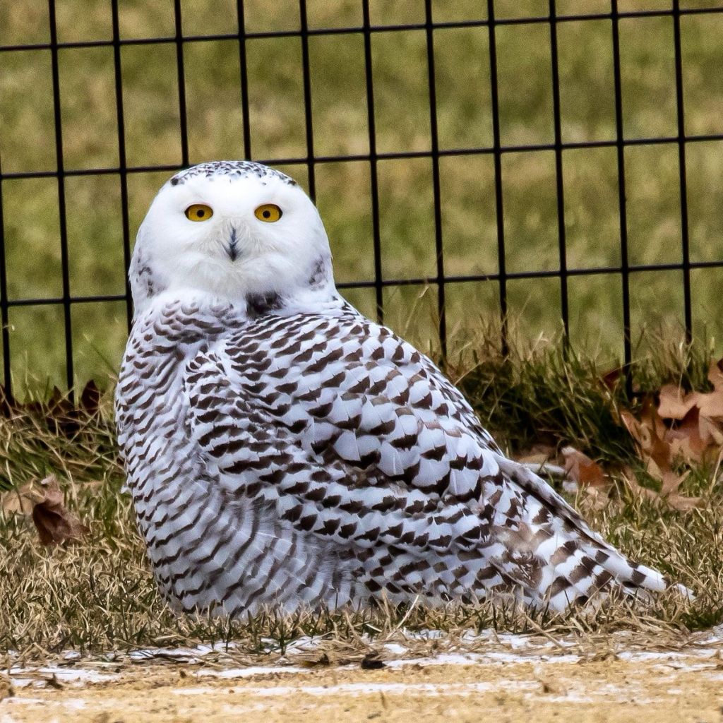 Εντυπωσιακή κουκουβάγια του χιονιού εμφανίστηκε στο Σέντραλ Παρκ μετά από 100 χρόνια