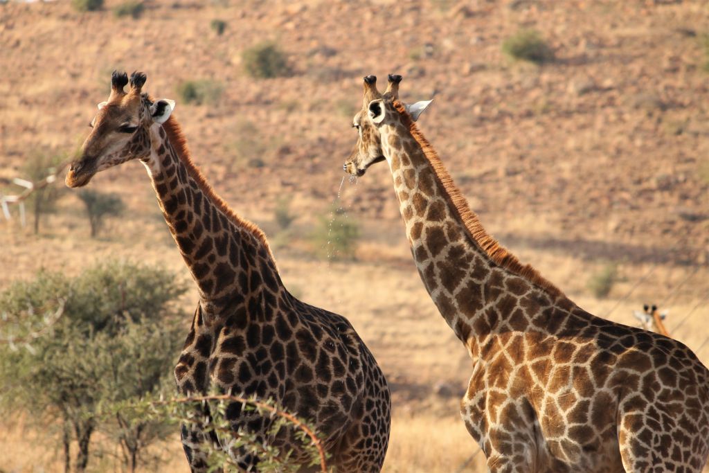 ICARUS : Ένα φιλόδοξο πρότζεκτ παρακολουθεί τις μεταναστεύσεις των ζώων