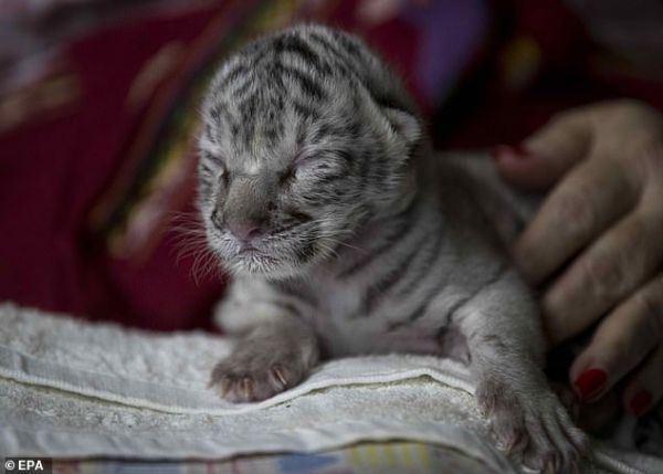 Η πρώτη λευκή τίγρης της Βεγγάλης γεννήθηκε στην Νικαράγουα