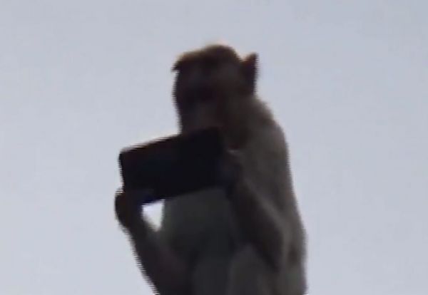 Αυτή η μαϊμού έκλεψε κινητό, μετά το πέταξε και έγινε viral