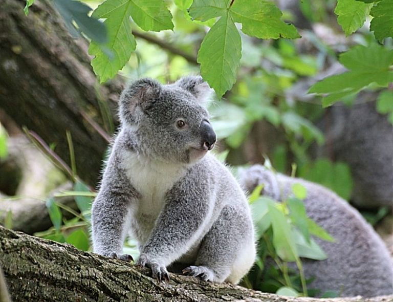 Αυστραλία : Κοάλα έκανε τη βόλτα του και το μπάνιο του σε παραλία με ανθρώπους-Βίντεο