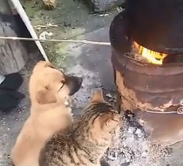 Αξιολάτρευτα κουτάβι και γατούλα προσπαθούν να ζεσταθούν γύρω από τη φωτιά