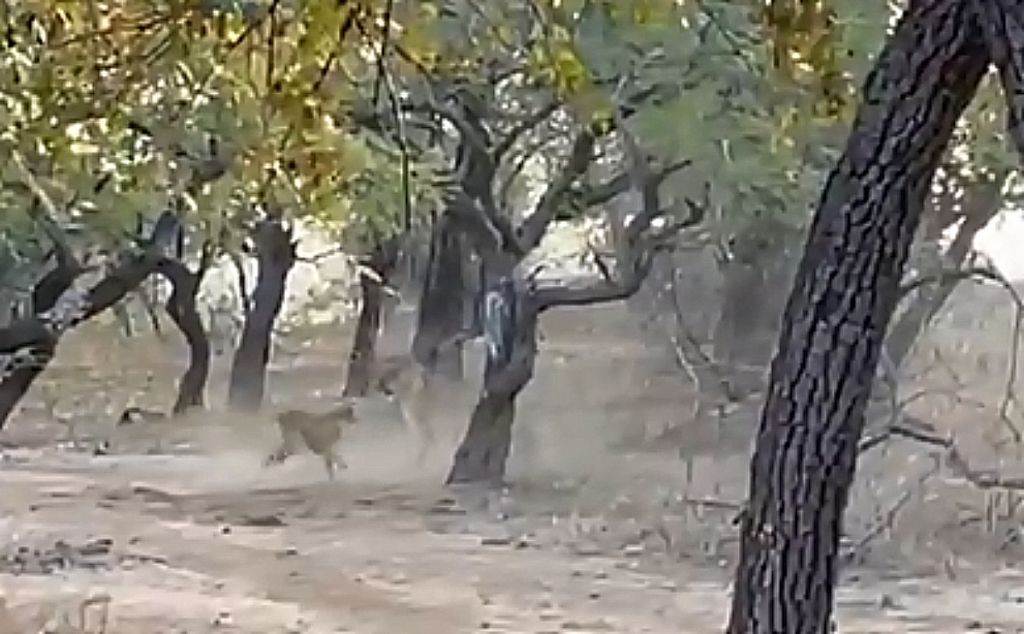 Σκύλος συγκρούεται με λέαινα και καταφέρνει να τη νικήσει