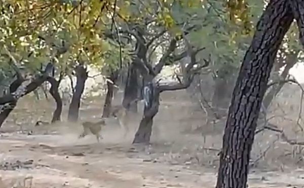 Σκύλος συγκρούεται με λέαινα και καταφέρνει να τη νικήσει