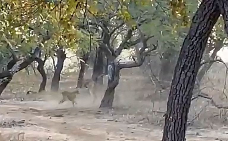 Σκύλος συγκρούεται με λέαινα και καταφέρνει να τη νικήσει