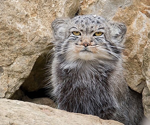 Γάτα Πάλλας : Μια από τις ομορφότερες και πιο ξεχωριστές ράτσες – Δείτε το βίντεο