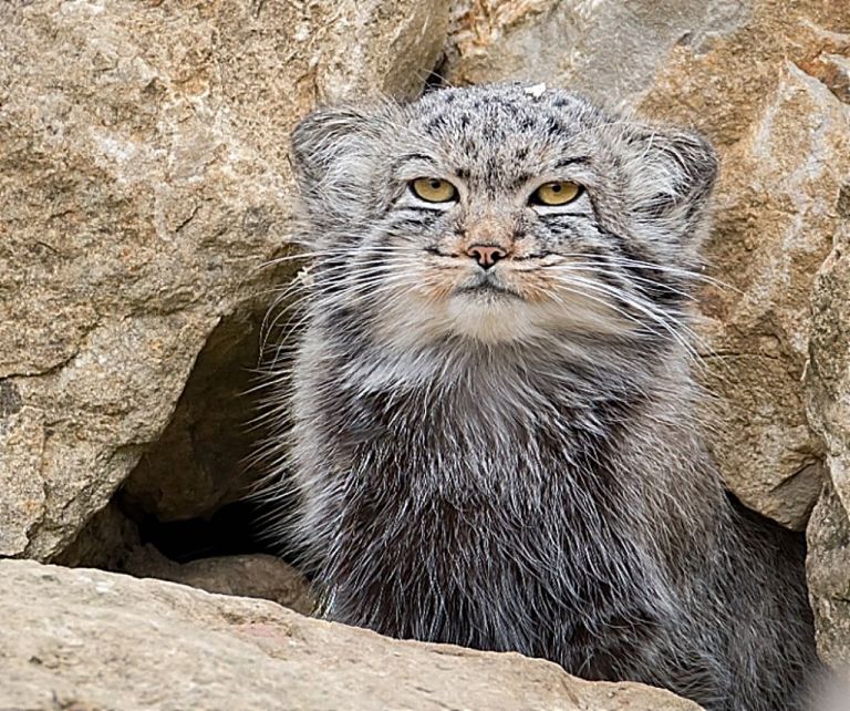 Γάτα Πάλλας : Μια από τις ομορφότερες και πιο ξεχωριστές ράτσες – Δείτε το βίντεο