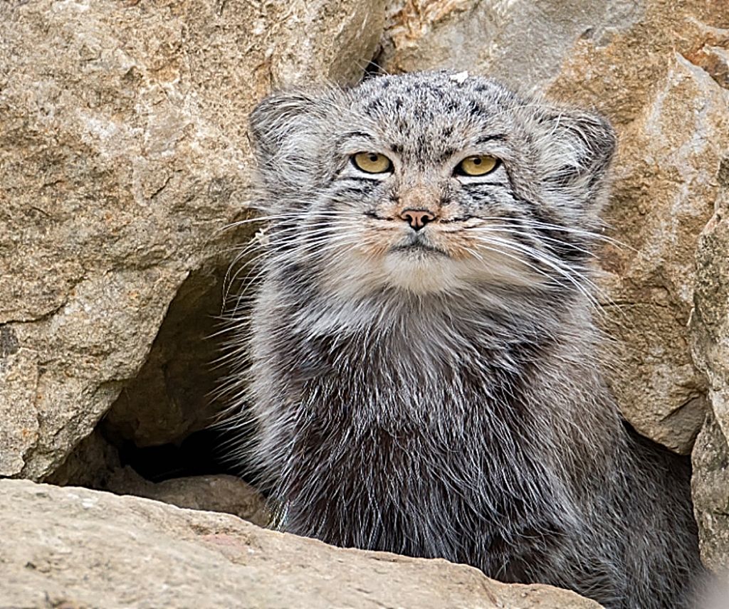 Γάτα Πάλλας : Μια από τις ομορφότερες και πιο ξεχωριστές ράτσες – Δείτε το βίντεο