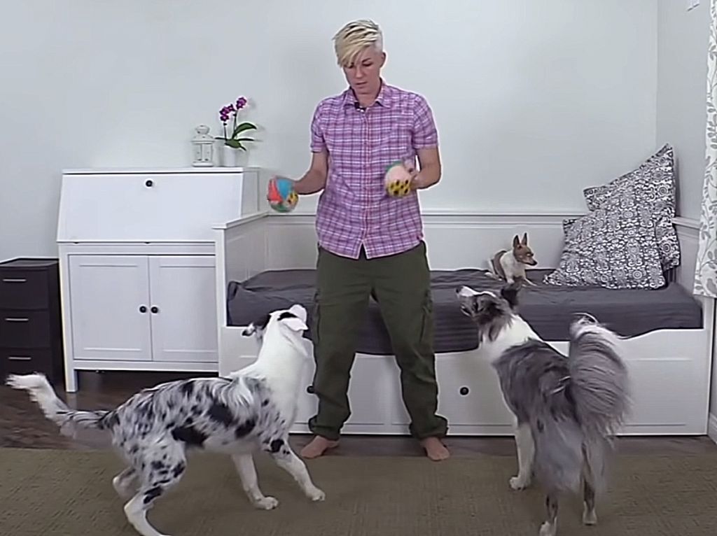 Σκυλιά – αθλητές : Κατάφεραν να μπούνε στη λίστα των ρεκόρ Guinness κάνοντας πολλά κόλπα