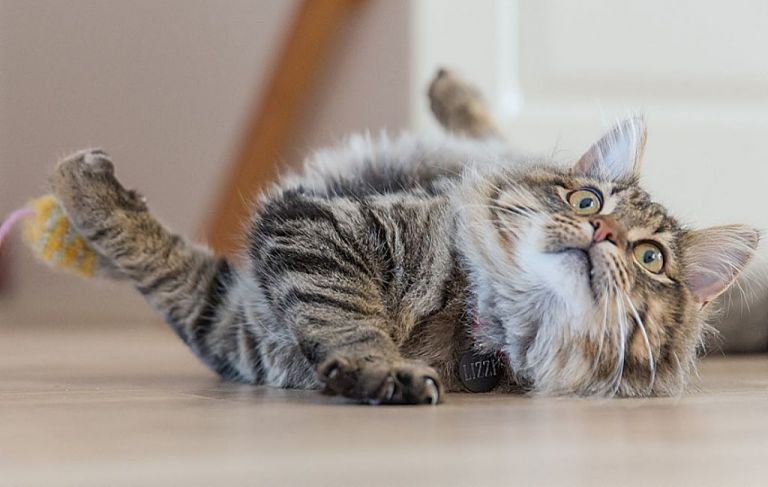 Γάτες : Βίντεο – απόδειξη ότι είναι τα πιο αστεία πλάσματα