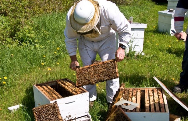 Κιλκίς: Ξεκίνησαν οι αιτήσεις για τα προγράμματα μελισσοκομίας