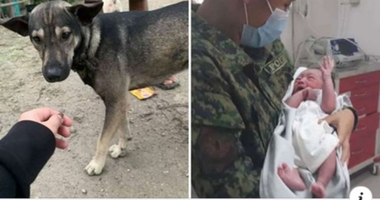 Σκύλος οδηγεί μοτοσικλετιστή σε σημείο που υπάρχει εγκαταλελειμμένο μωρό με το γάβγισμα του