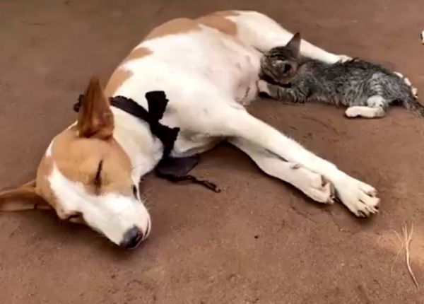 Σκυλί θηλάζει γατάκι και «λιώνει» τα social media