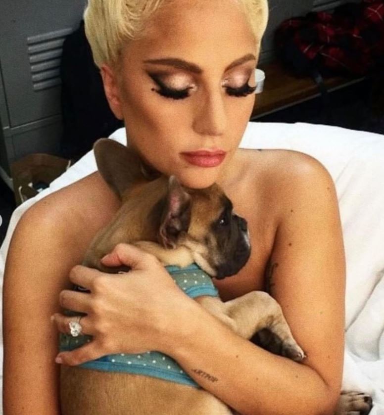 Lady Gaga: Βρέθηκαν τα σκυλιά της μετά την αμοιβή που προσέφερε