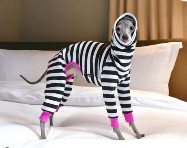 Tika The Iggy : Πάρτε μαθήματα στιλ από την πιο διάσημη σκυλίτσα του Instagram