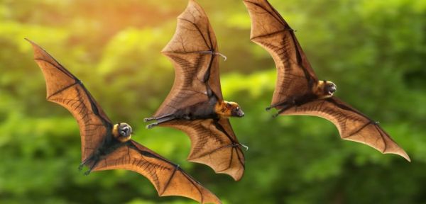 Κοροναϊός : Επιστήμονες εντόπισαν νέα αποδεικτικά στοιχεία σε νυχτερίδες