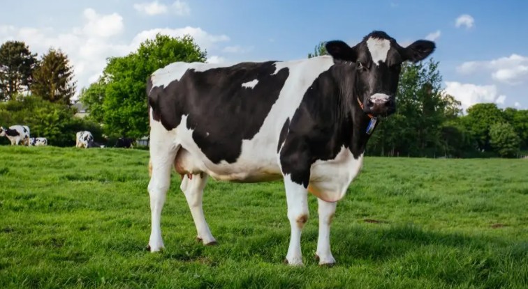 Κατερίνη : Συνελήφθη με διεθνές ένταλμα για σφαγή αγελάδων… στη Ρωσία