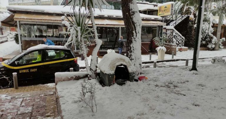 Τα αδέσποτα στο Ίλιον τα φρόντισαν καλά