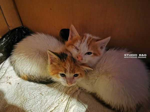 Ναύπλιο: Σπίτι για δύο γατάκια το παρεκκλήσι του Αγίου Παϊσίου