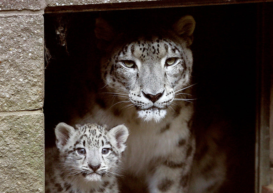 Πέθανε η λεοπάρδαλη του χιονιού Χιμάνι που βοήθησε να σωθεί το σπάνιο είδος της