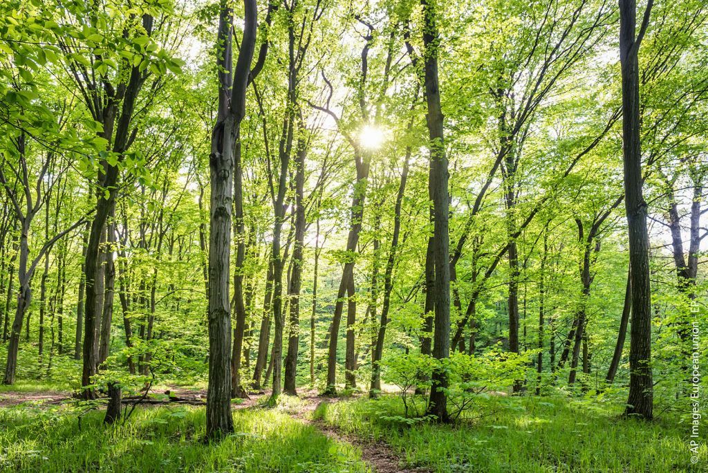 Διαβούλευση για τη νέα στρατηγική της ΕΕ για τα δάση