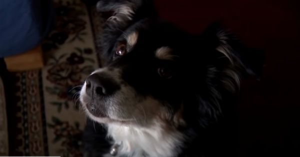 Λούλου: Μια τετράποδη χρυσή κληρονόμος