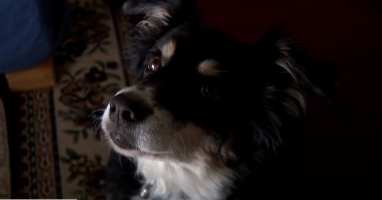 Λούλου: Μια τετράποδη χρυσή κληρονόμος